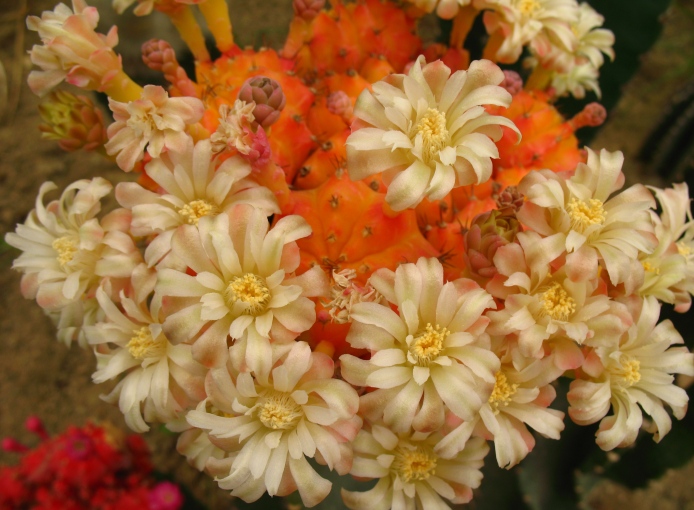 Gymnocalycium_mihanovichii